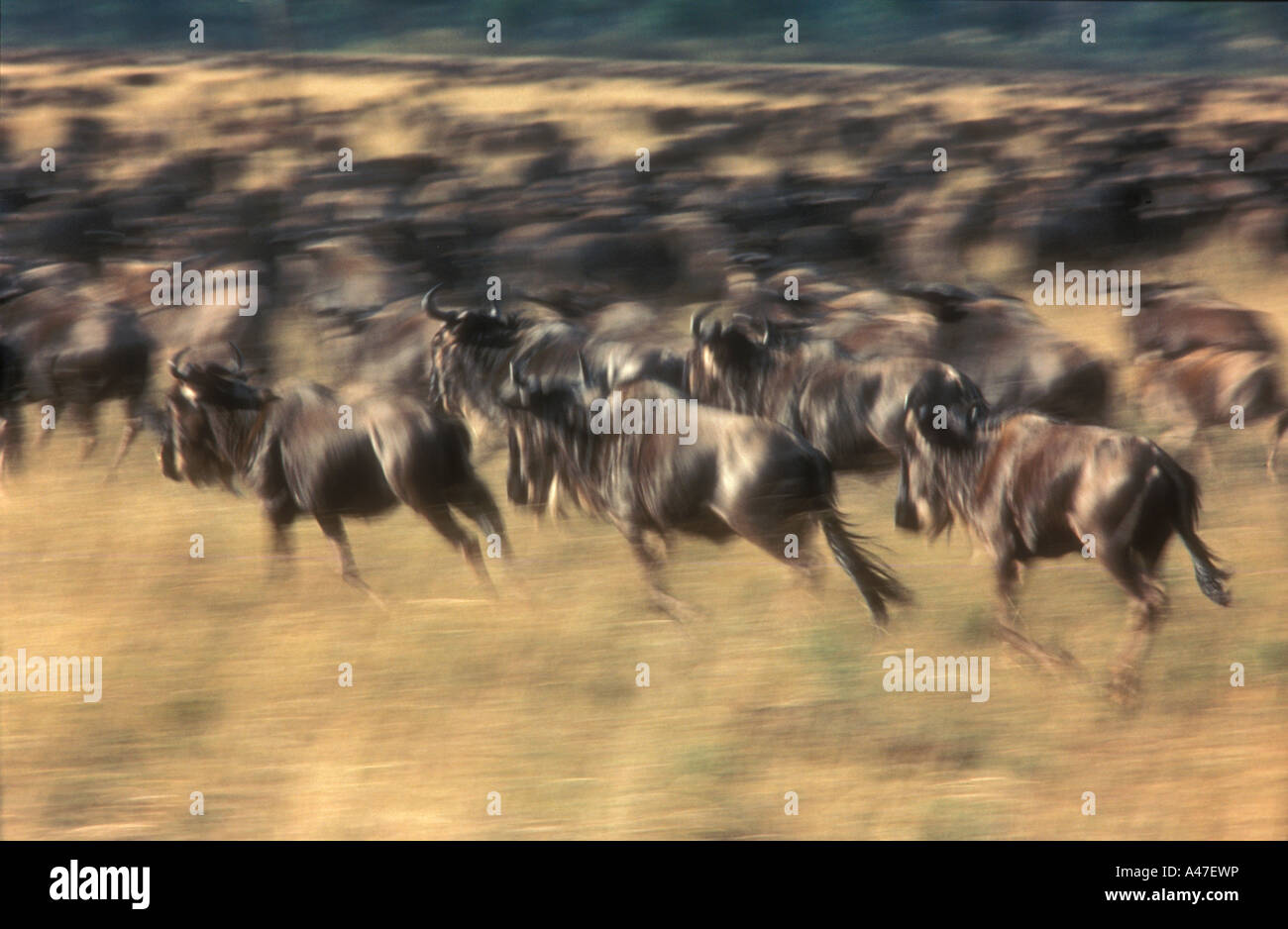 Mandria di gnu al galoppo nella Riserva Nazionale di Masai Mara Kenya Africa orientale Foto Stock