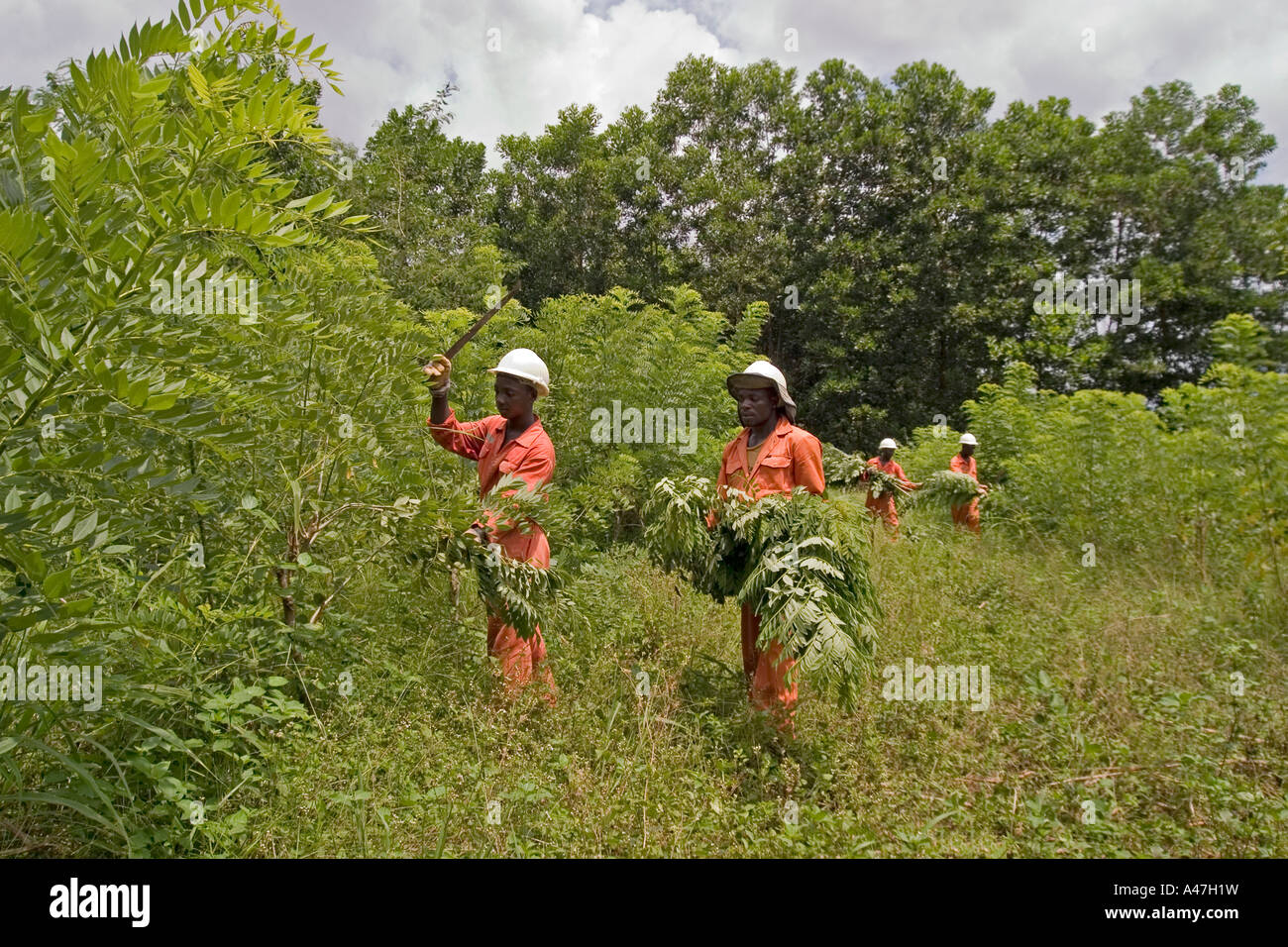 Lavoratori ambientale e assistenti di campo lavorando sul coperchio di terra in superficie riabilitati miniera d'oro pit, Ghana, Africa occidentale Foto Stock