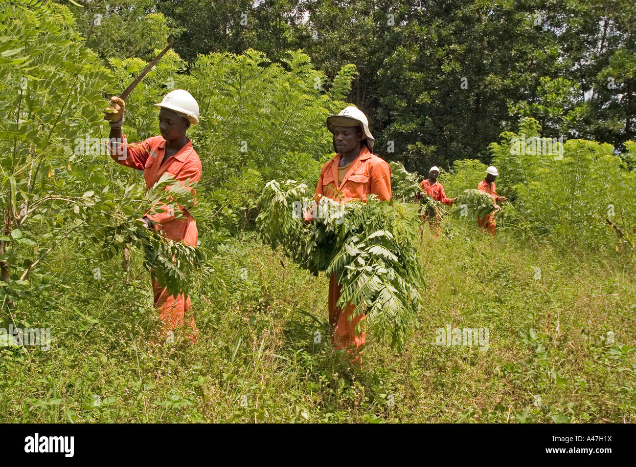 Lavoratori ambientale e assistenti di campo lavorando sul coperchio di terra in superficie riabilitati miniera d'oro pit, Ghana, Africa occidentale Foto Stock