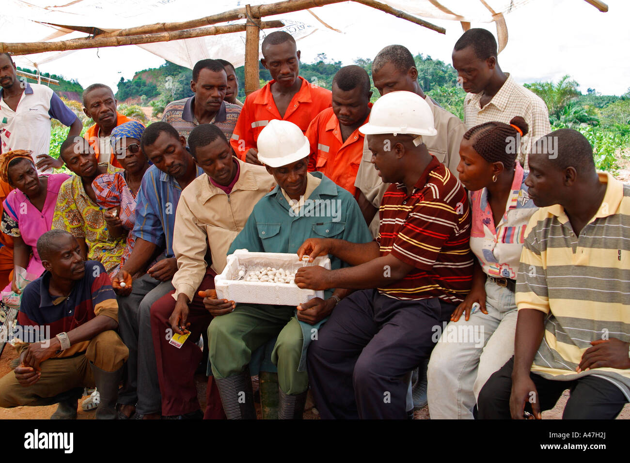 Introduzione di cooperative di agricoltori di seta di allevamento della vite senza fine, una variante di mezzi di sostentamento progetto sulla miniera d'oro, Ghana, Africa occidentale Foto Stock