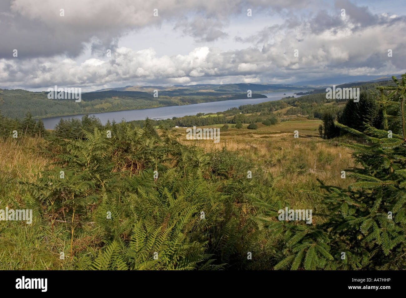 Loch Awe dalla zona forestale, Argyll and Bute Scozia UK Foto Stock