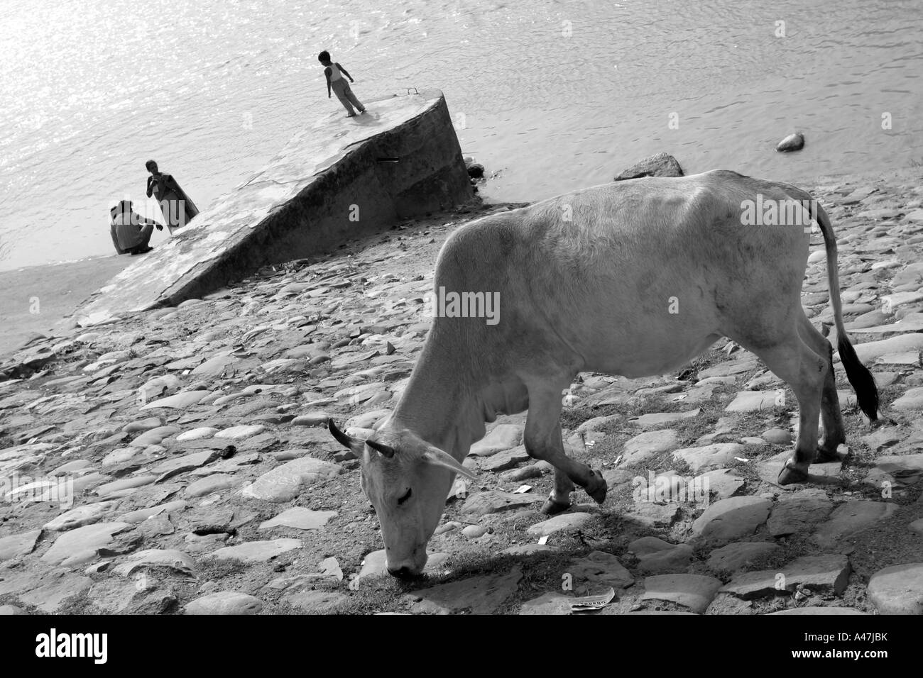 Una mucca passeggiate sulla banca del fiume santo del Gange a Rishikesh in India Foto Stock