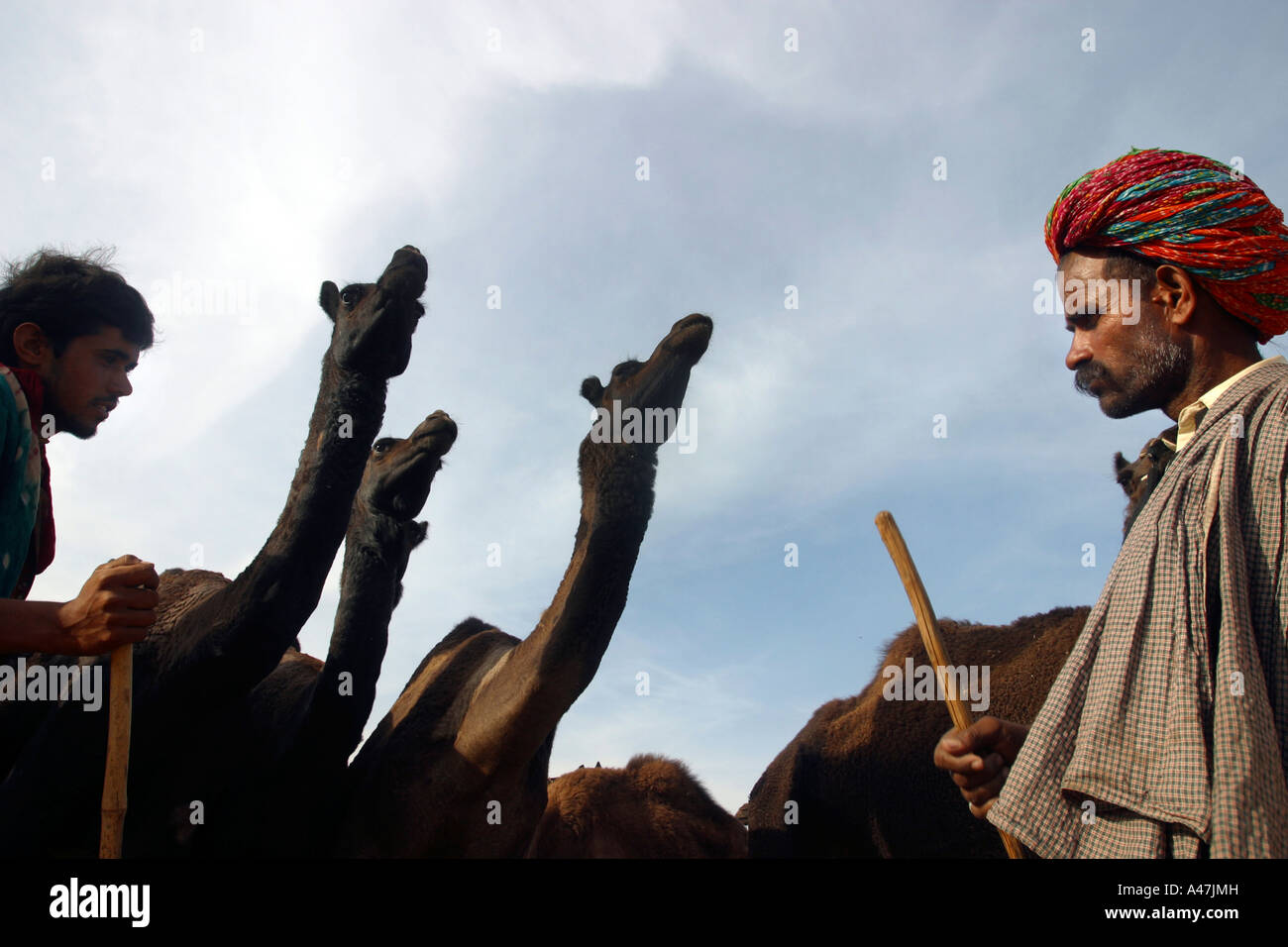 I proprietari dei cammelli stand con i loro animali durante l annuale Pushkar Camel Fair in India Foto Stock