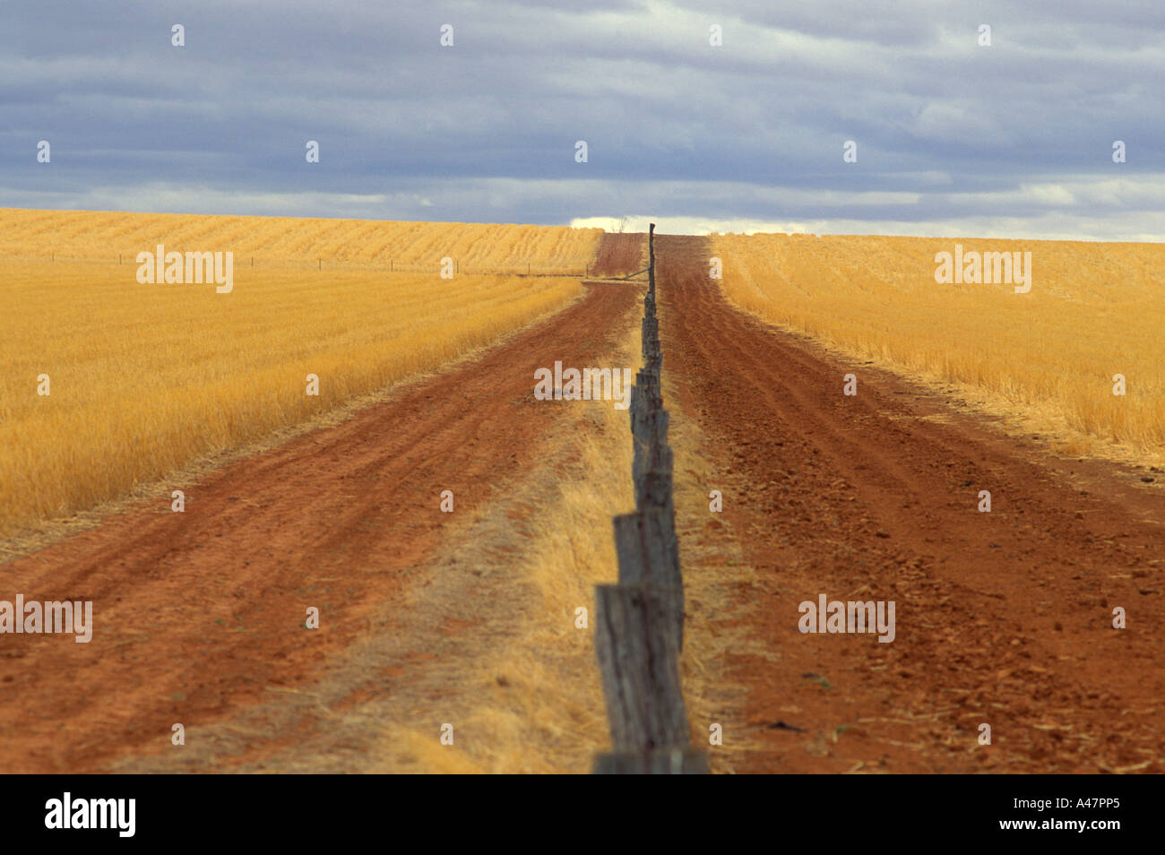 Stoppie di frumento, Nuovo Galles del Sud, Australia Foto Stock