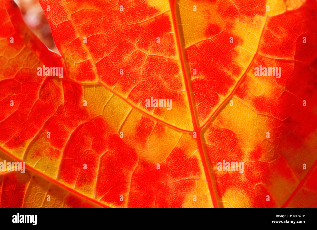 Dettaglio in uno scintillante rosso e oro Foglia di acero Foto Stock