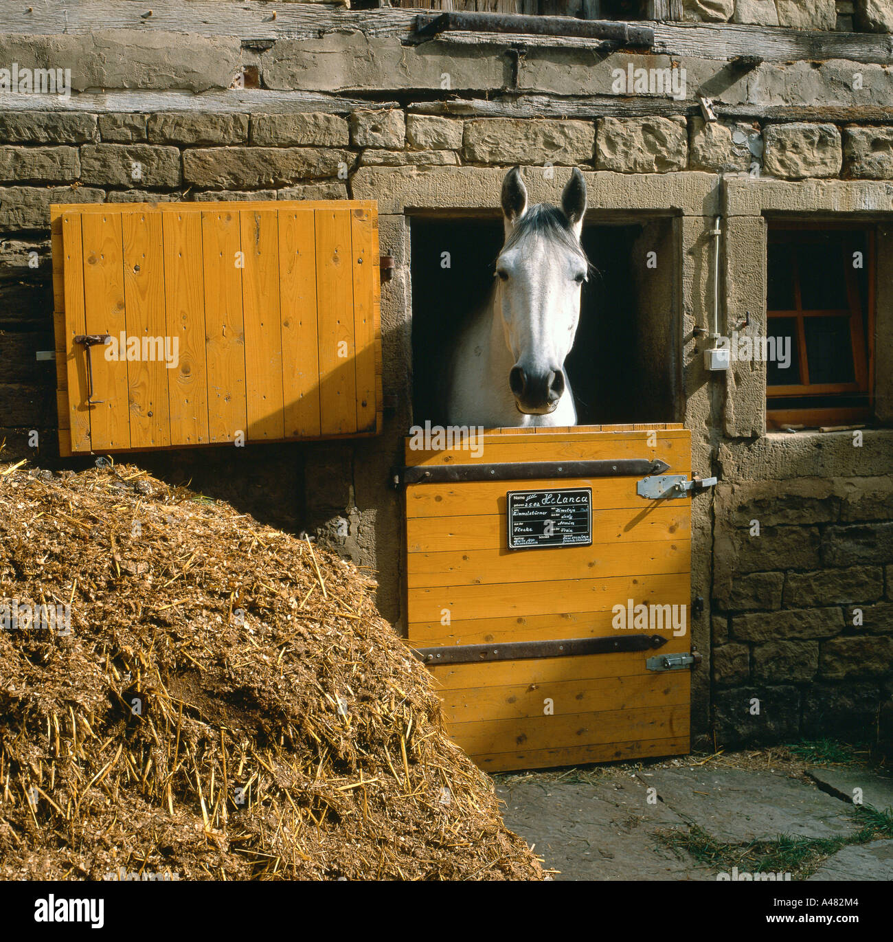 Cavallo guardando fuori di stabile Foto Stock