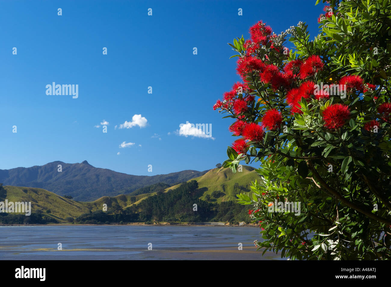 Alberi pohutukawa sulla riva a Colville Bay Penisola di Coromandel Isola del nord della Nuova Zelanda NR Foto Stock