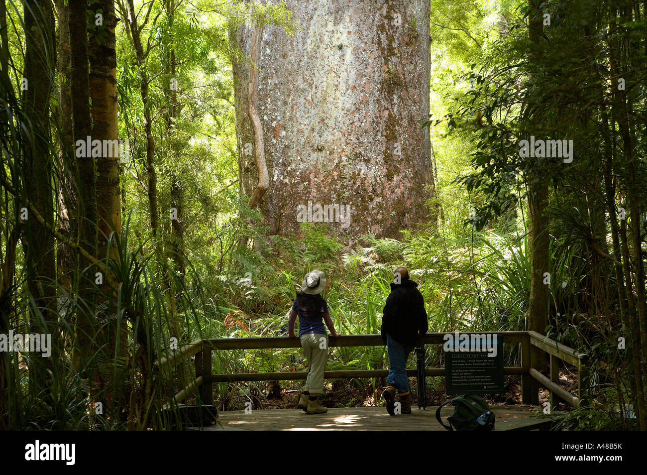 Un giovane guardando Te Matua giganteschi alberi kauri Waipoua Kauri Forest Northlands Nuova Zelanda NR Foto Stock