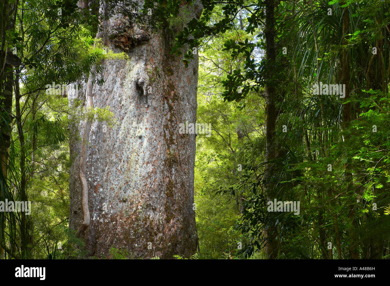 Il Te Matua giganteschi alberi kauri Waipoua Kauri Forest Northlands Nuova Zelanda NR Foto Stock