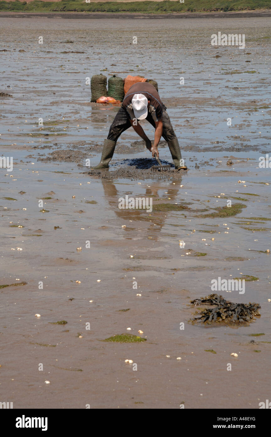 Immigrato raccoglitrice di Cockle Bay angolo Milford Haven Pembrokeshire Wales UK Europa Foto Stock