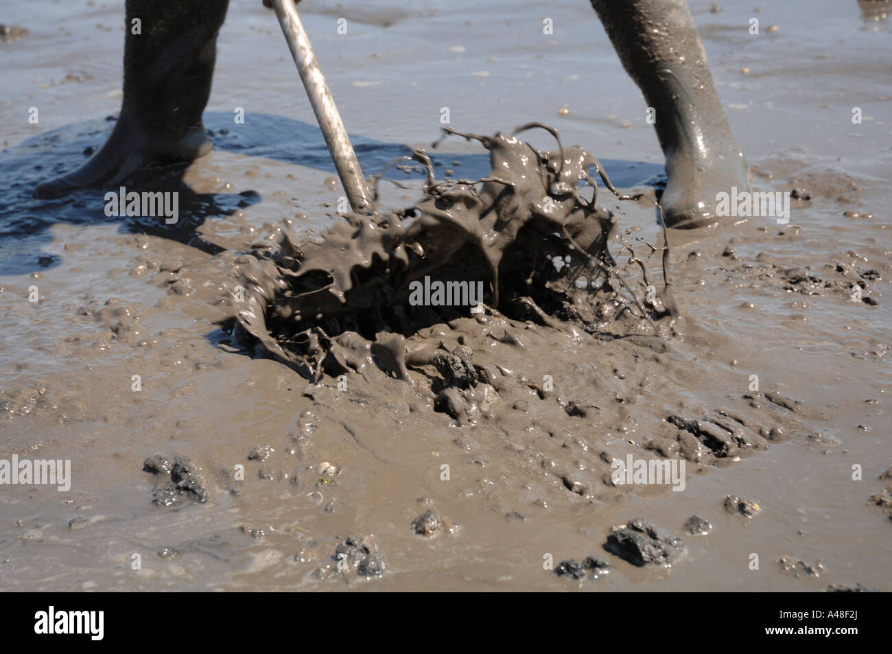 Immigrato raccoglitrice di Cockle Bay angolo Milford Haven Pembrokeshire Wales UK Europa Foto Stock