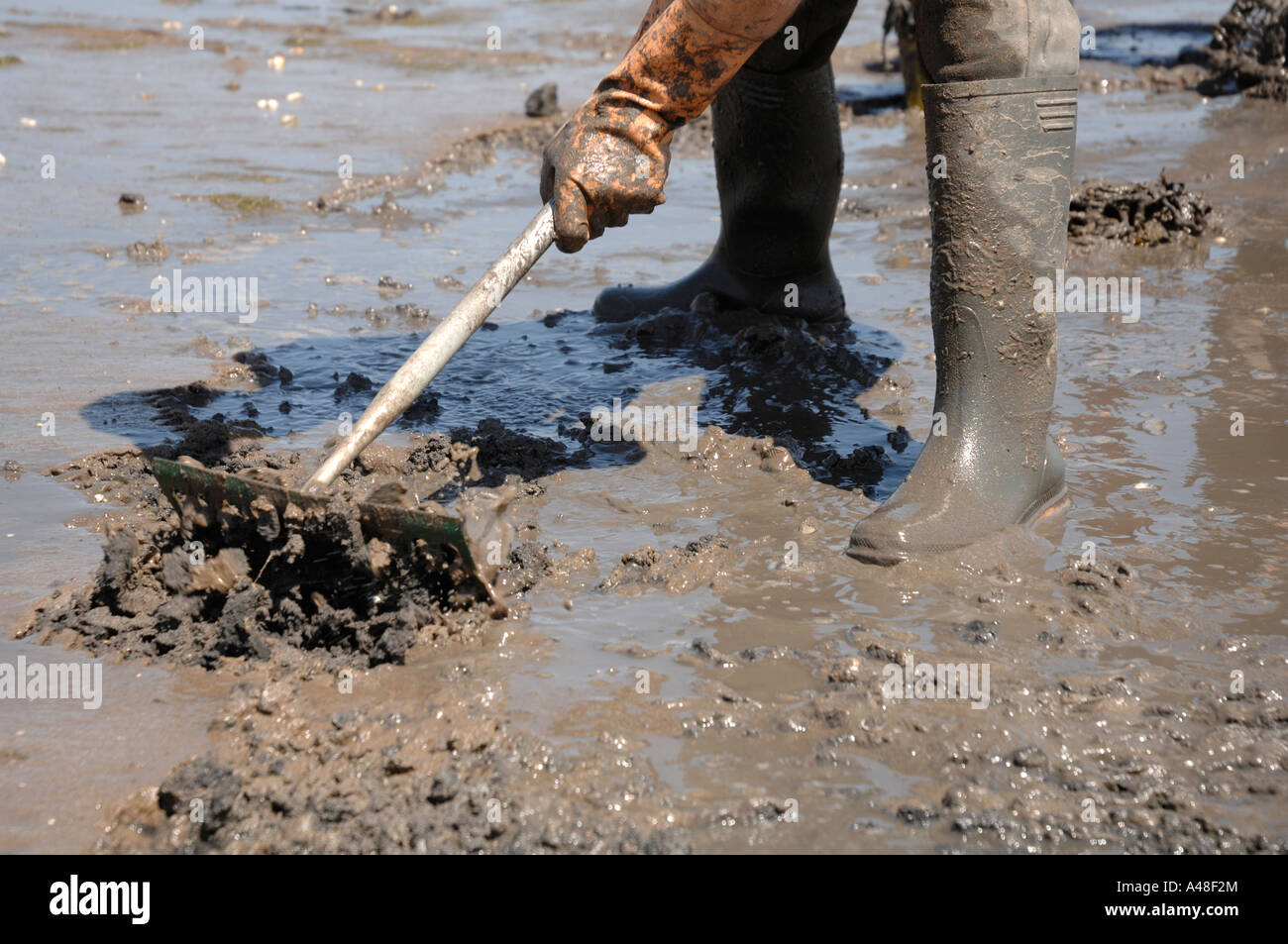 Immigrato raccoglitrice di Cockle Bay angolo Milford Haven Pembrokeshire Wales UK Europa Foto Stock