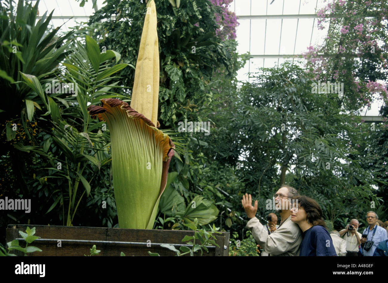 Un titan arum pianta amorphophallus titanum è fiorita per la prima volta in 33 anni a Kew Gardens Londra nel mese di agosto 1996 Foto Stock