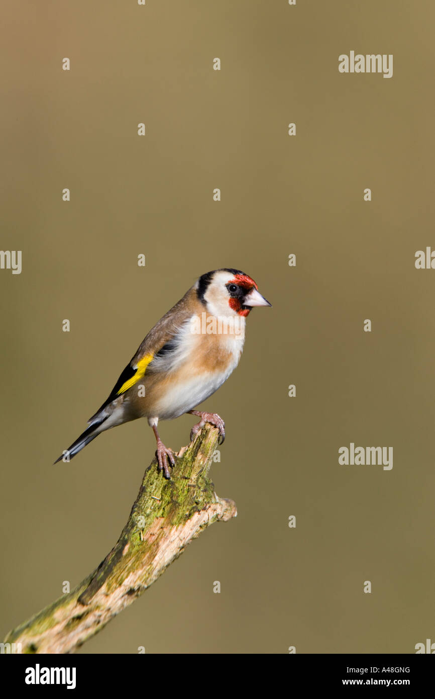 Cardellino Carduelis carduelis sat sul moncone cercando avviso con bella fuori fuoco sfondo potton bedfordshire Foto Stock