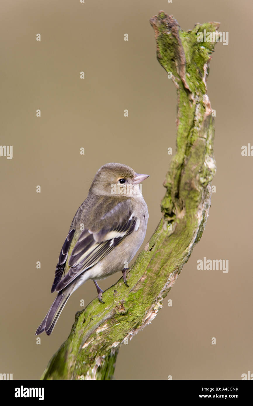 Femmina di fringuello Fringilla coelebs appollaiato sul ramo cercando avviso con bella fuori fuoco sfondo potton bedfordshire Foto Stock