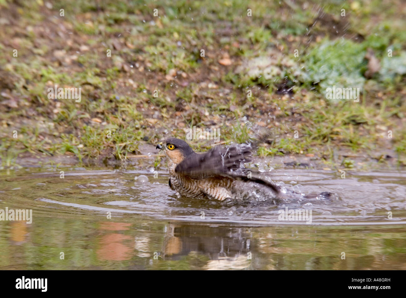 Sparviero Accipiter nisus schizzi circa in pond cercando alert con la riflessione potton bedfordshire Foto Stock