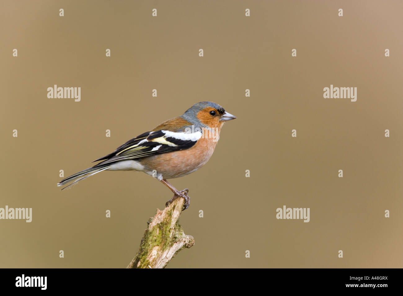 Fringuello Fringilla coelebs appollaiato sul moncone cercando avviso con bella fuori fuoco sfondo potton bedfordshire Foto Stock