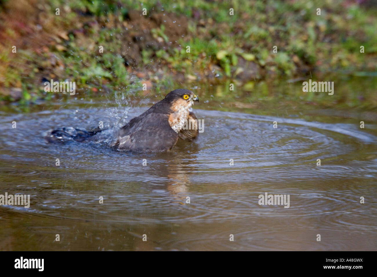 Sparviero Accipiter nisus nella piscina di balneazione con la riflessione cercando alert potton bedfordshire Foto Stock