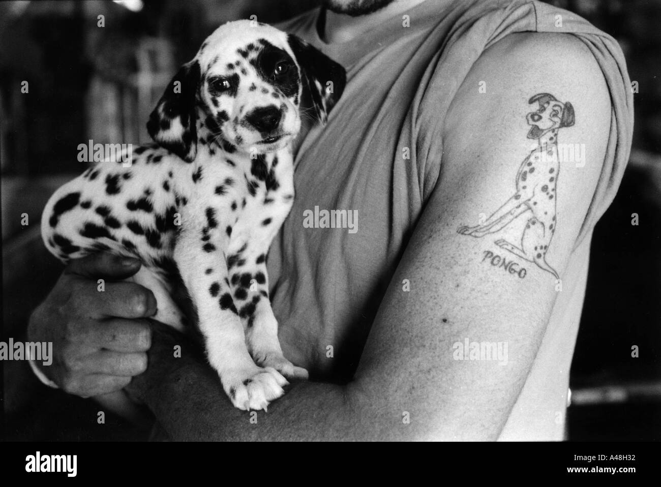 Cucciolo dalmata Foto e Immagini Stock in Bianco e Nero - Alamy