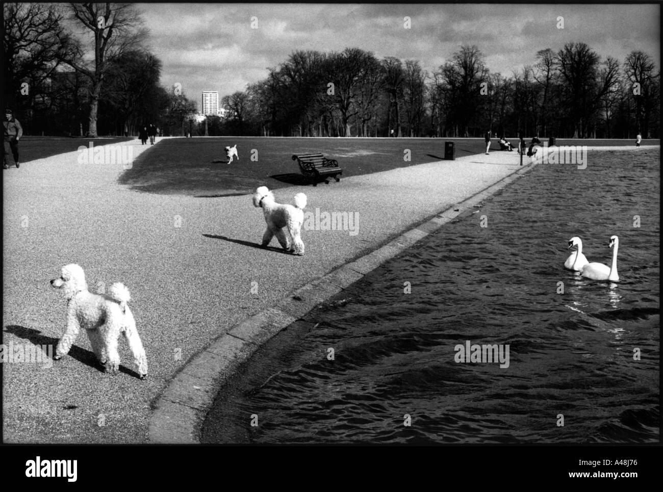 Bianco gigante gatti da kensington park lago di Londra Foto Stock