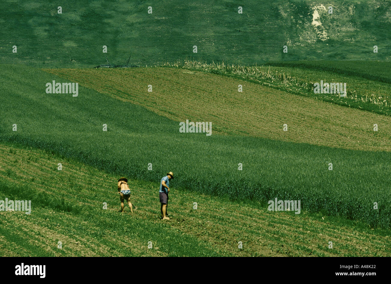 Transilvania romania uomo donna zappando campo 1998 Foto Stock
