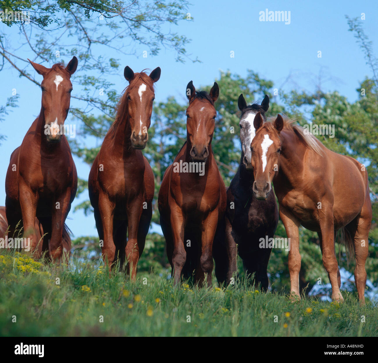 Ungherese di cavalli purosangue Foto Stock