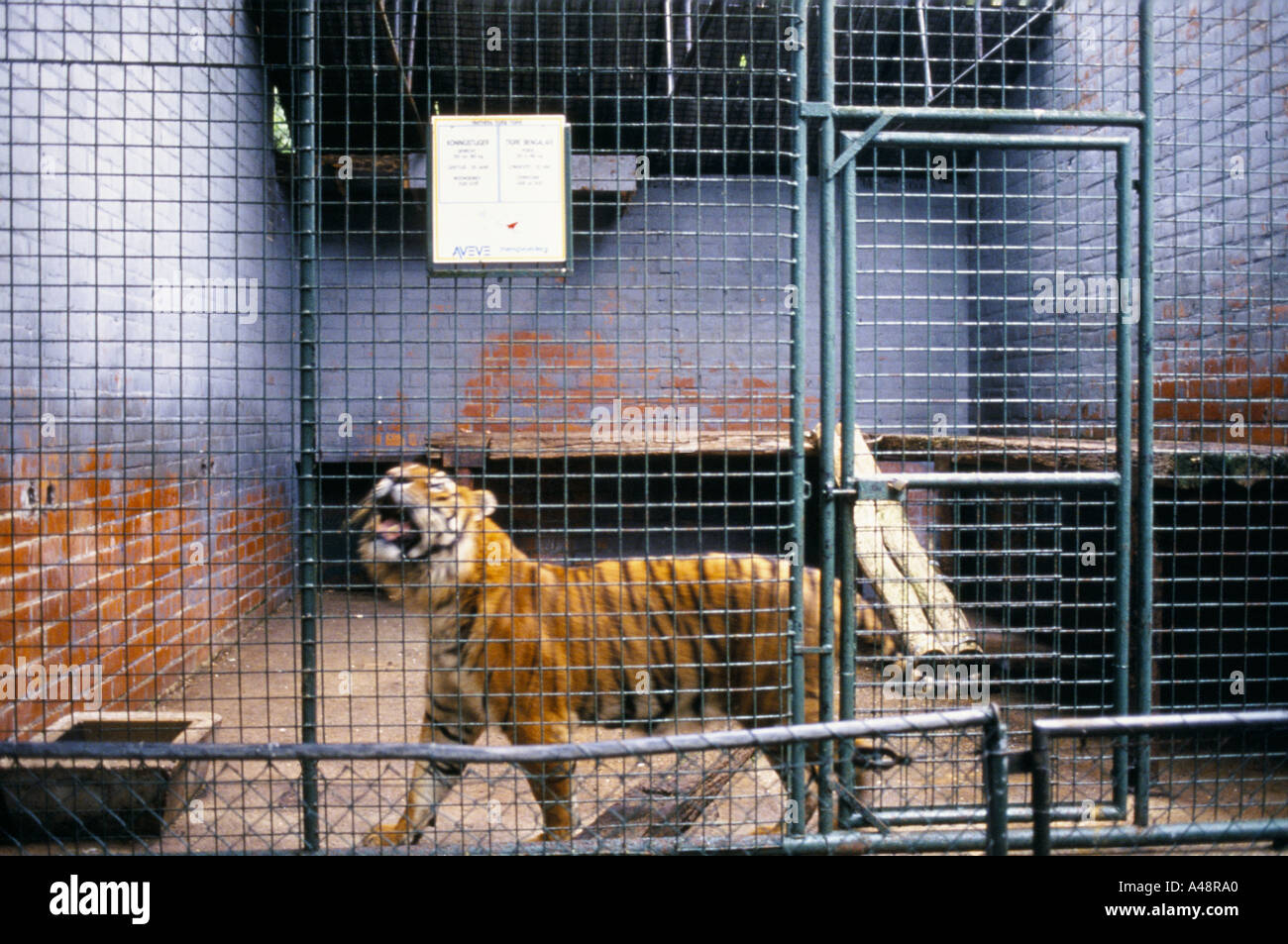 Ululati tiger in una gabbia a Limburgse Zoo Genk Belgio un giardino zoologico considerati per fornire un ambiente povero per animali Foto Stock
