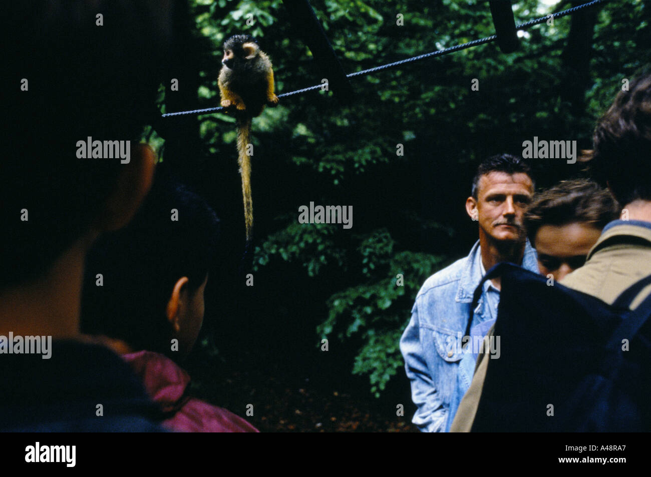 Apenheul primate park holland dove 35 specie di scimmie scimmie e proscimmie roaming libero Foto Stock