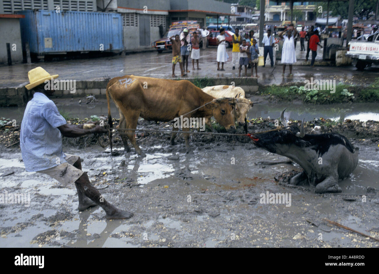 Un agricoltore cercando di ottenere una vacca malata ai suoi piedi Port au Prince Haiti Foto Stock