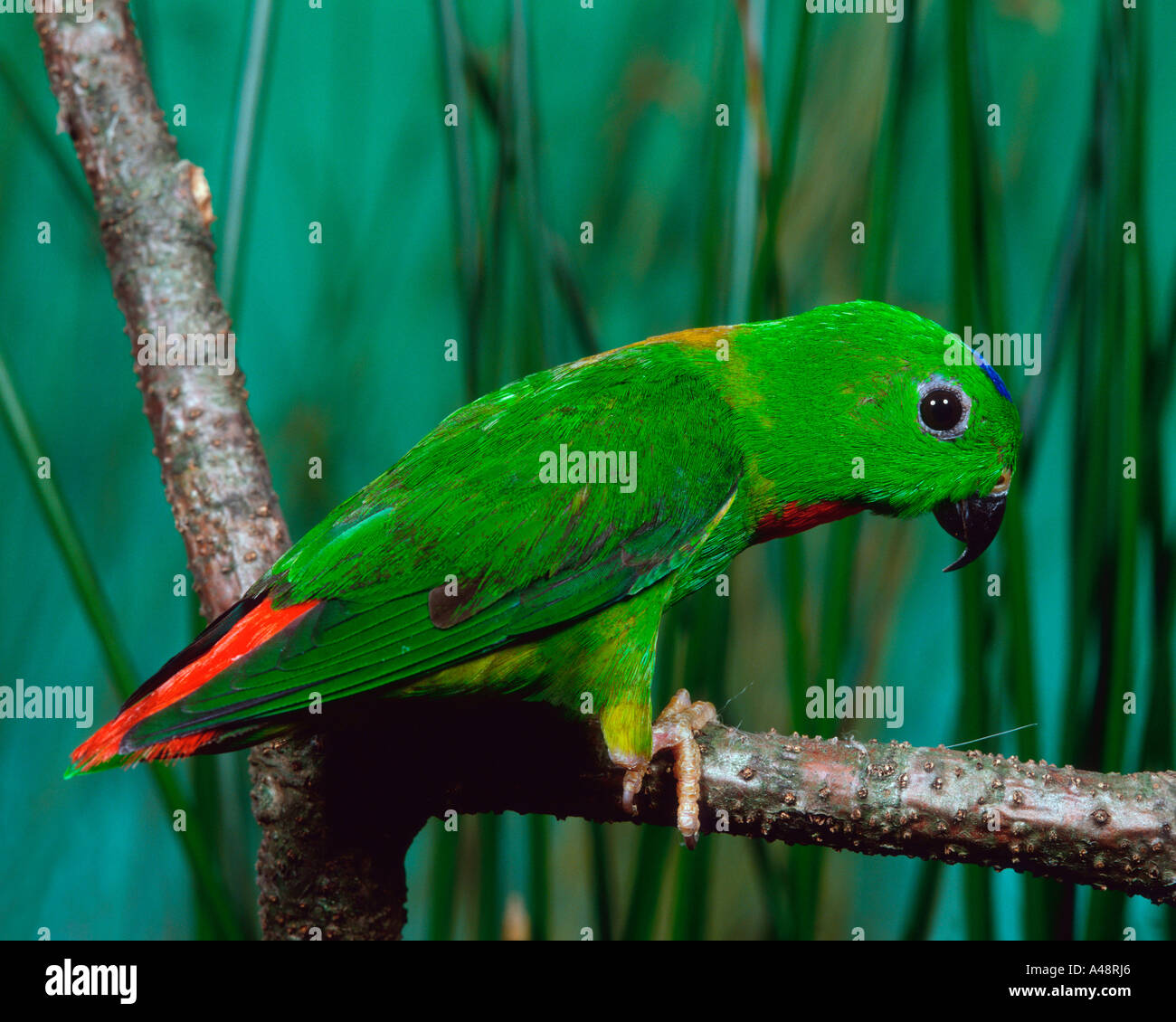 Blu-incoronato Hanging Parrot Foto Stock