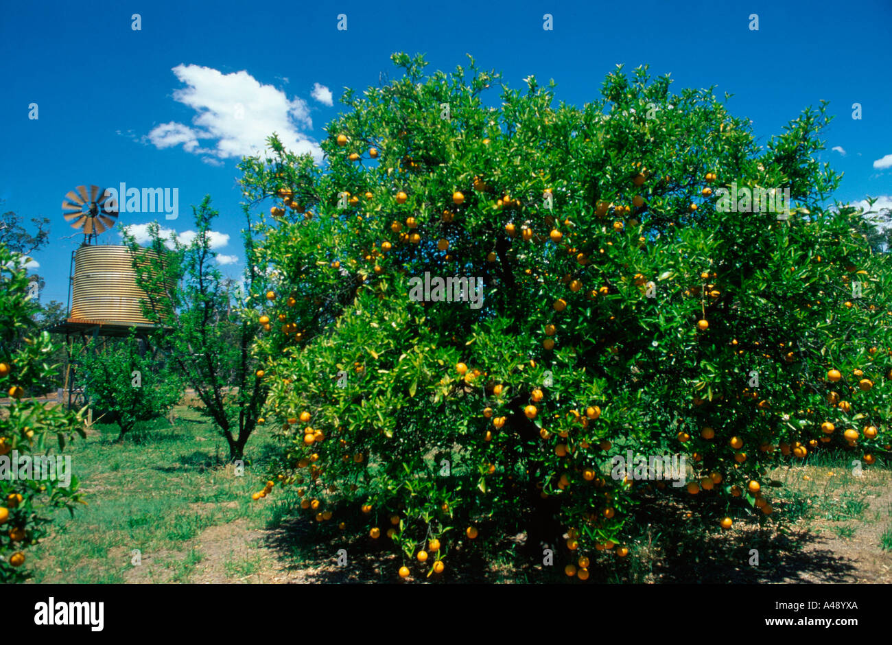 Albero arancione Foto Stock