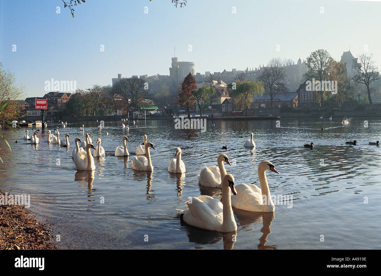 Il Castello di Windsor e il fiume Tamigi cigni Foto Stock
