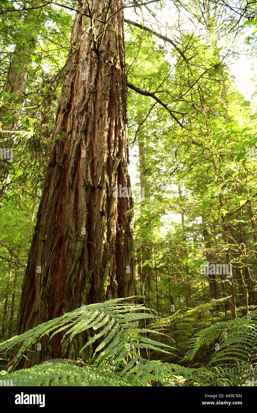 Redwood Foto Stock