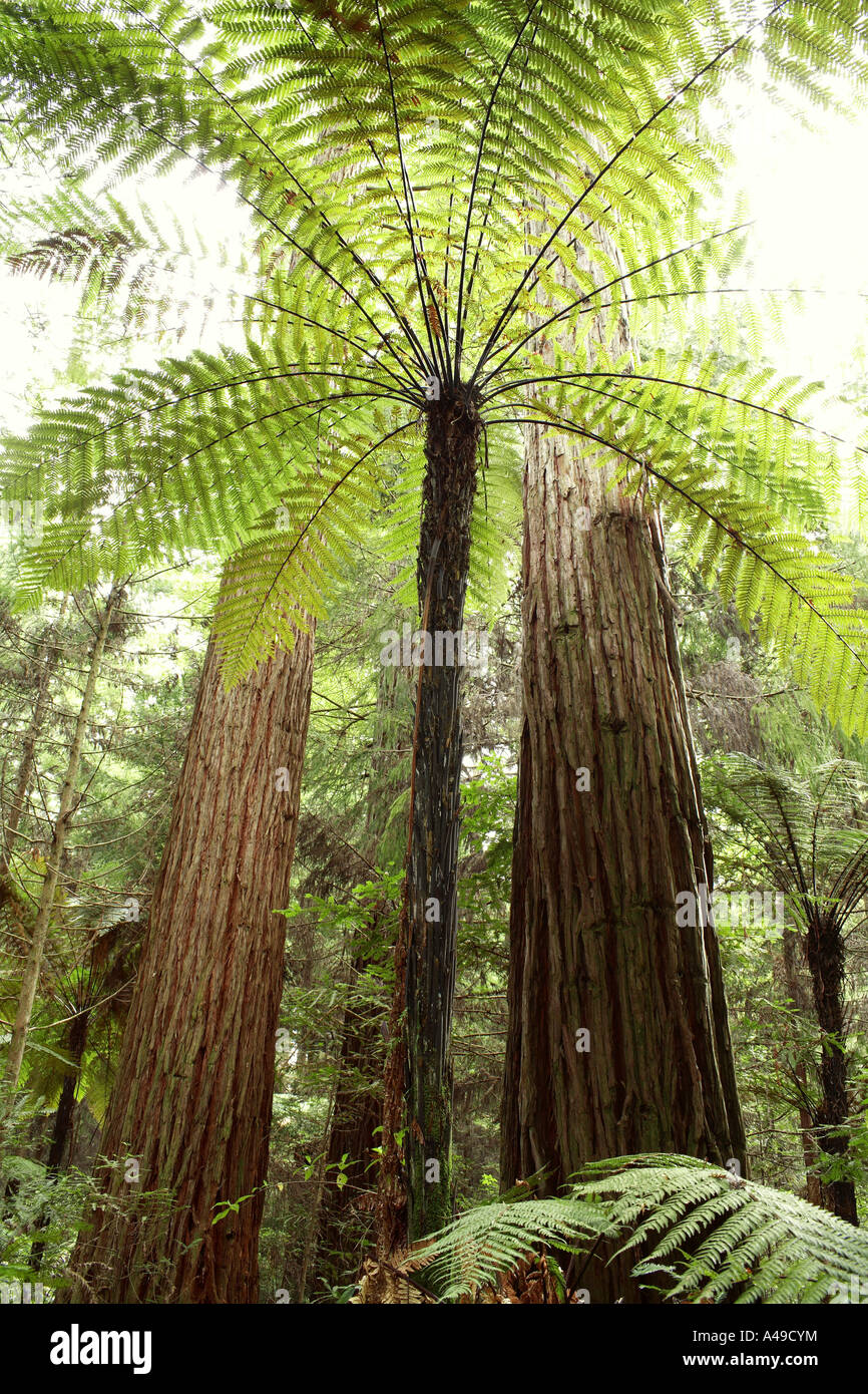 Redwoods e fern tree Foto Stock