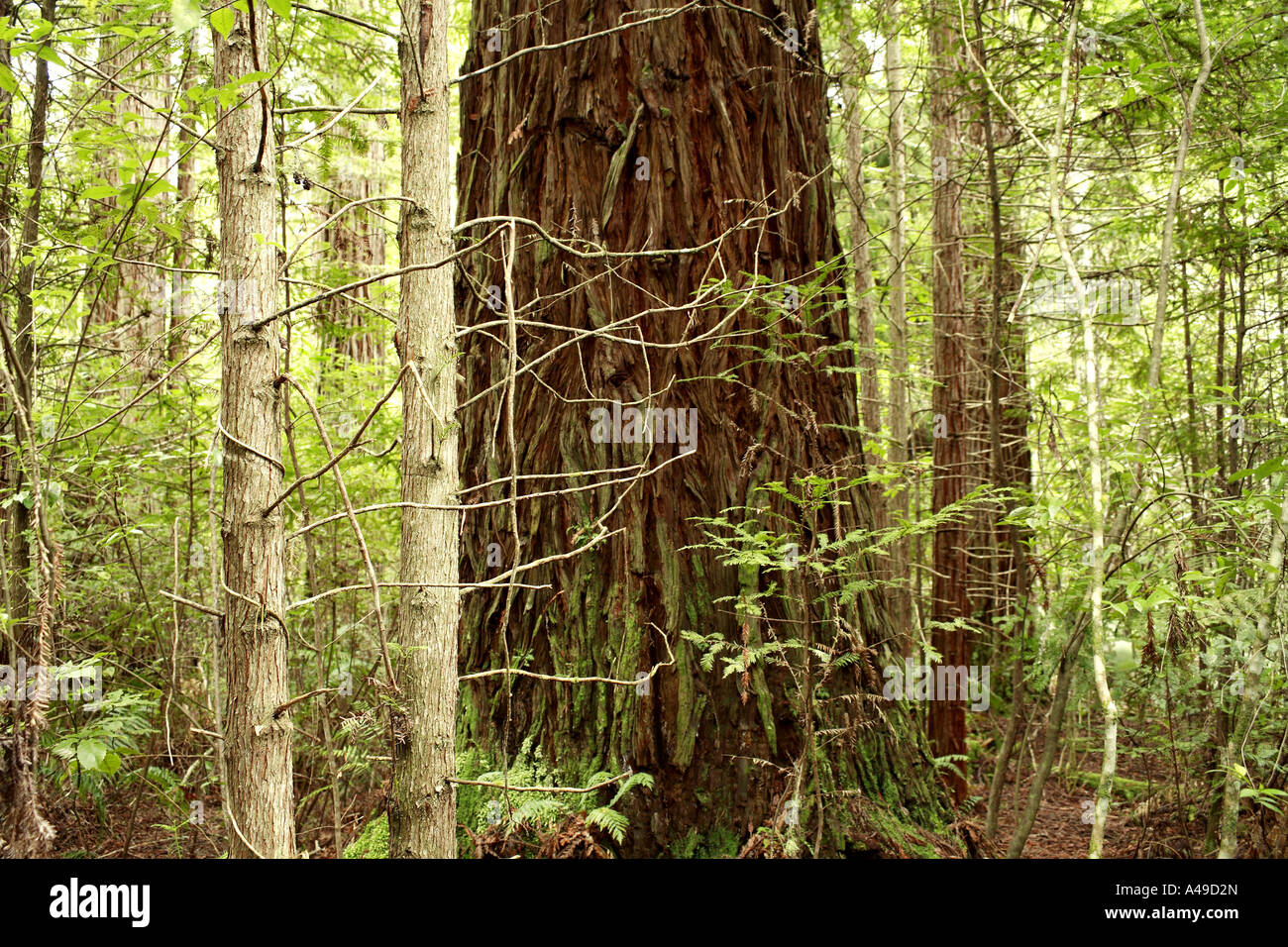 Sequoie Foto Stock