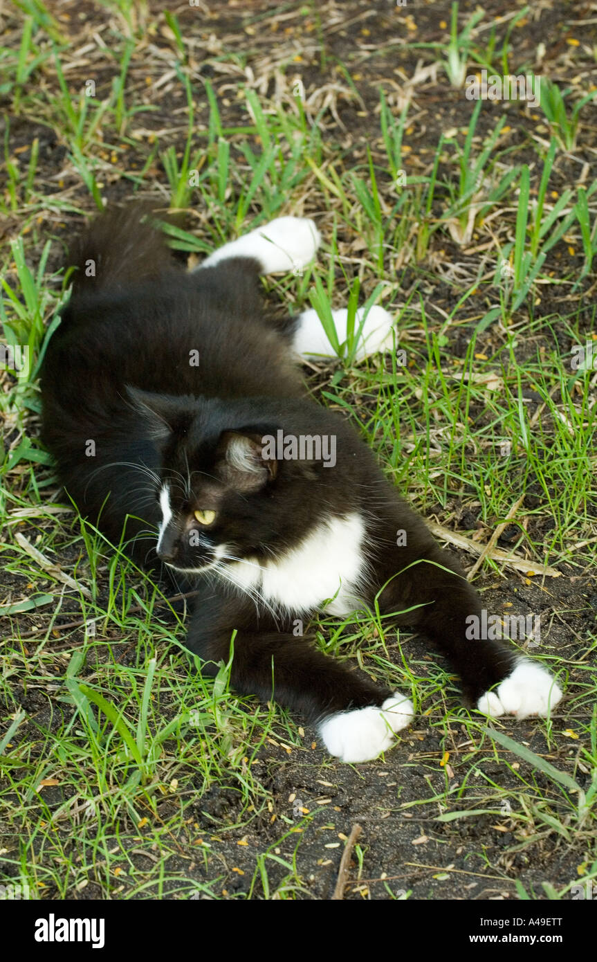 USA Florida Keys sei toed gatto a Ernest Hemingway home sito storico di Key West Foto Stock