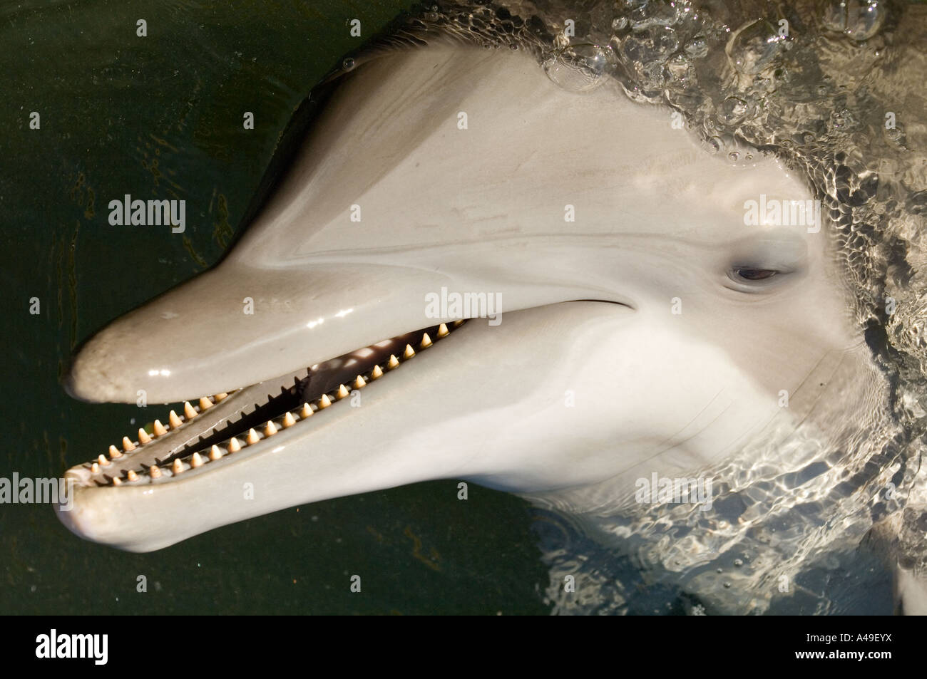 USA Florida Keys Dolphin sorridente con denti mostra Centro Ricerca Delfini Grassy Key Florida Foto Stock