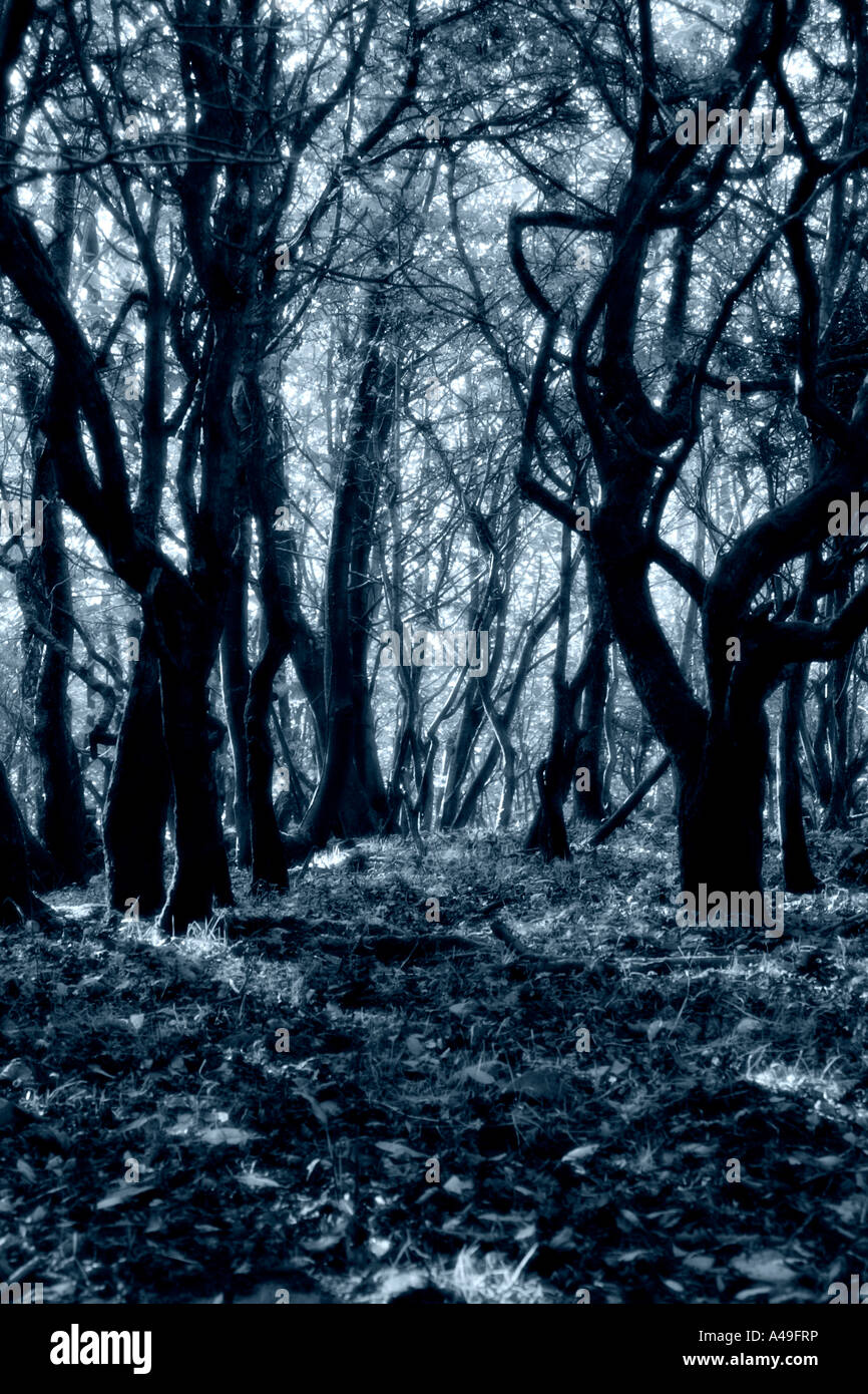 Spooky forest tonalità blu Foto Stock