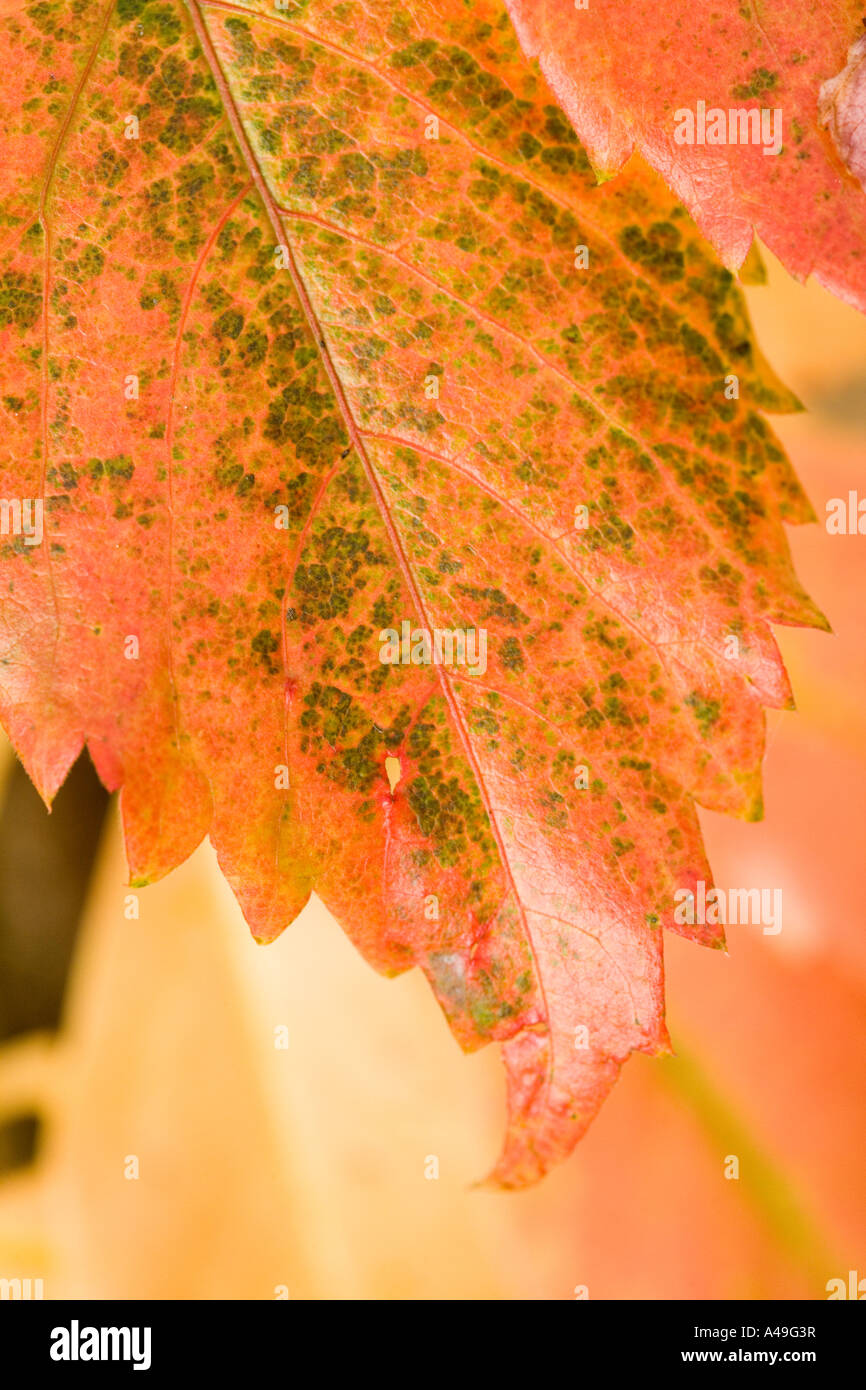 Le foglie in autunno i colori Foto Stock