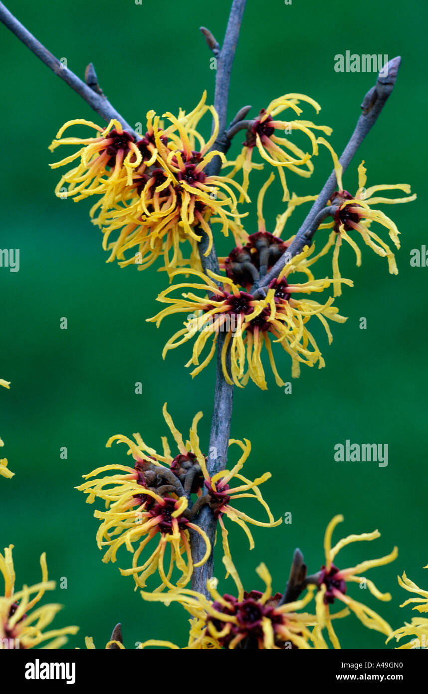 Zaubernuss Foto Stock