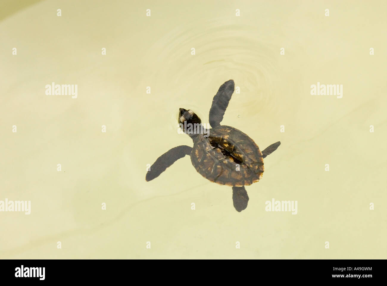 USA Florida Keys Baby tartaruga embricata Foto Stock