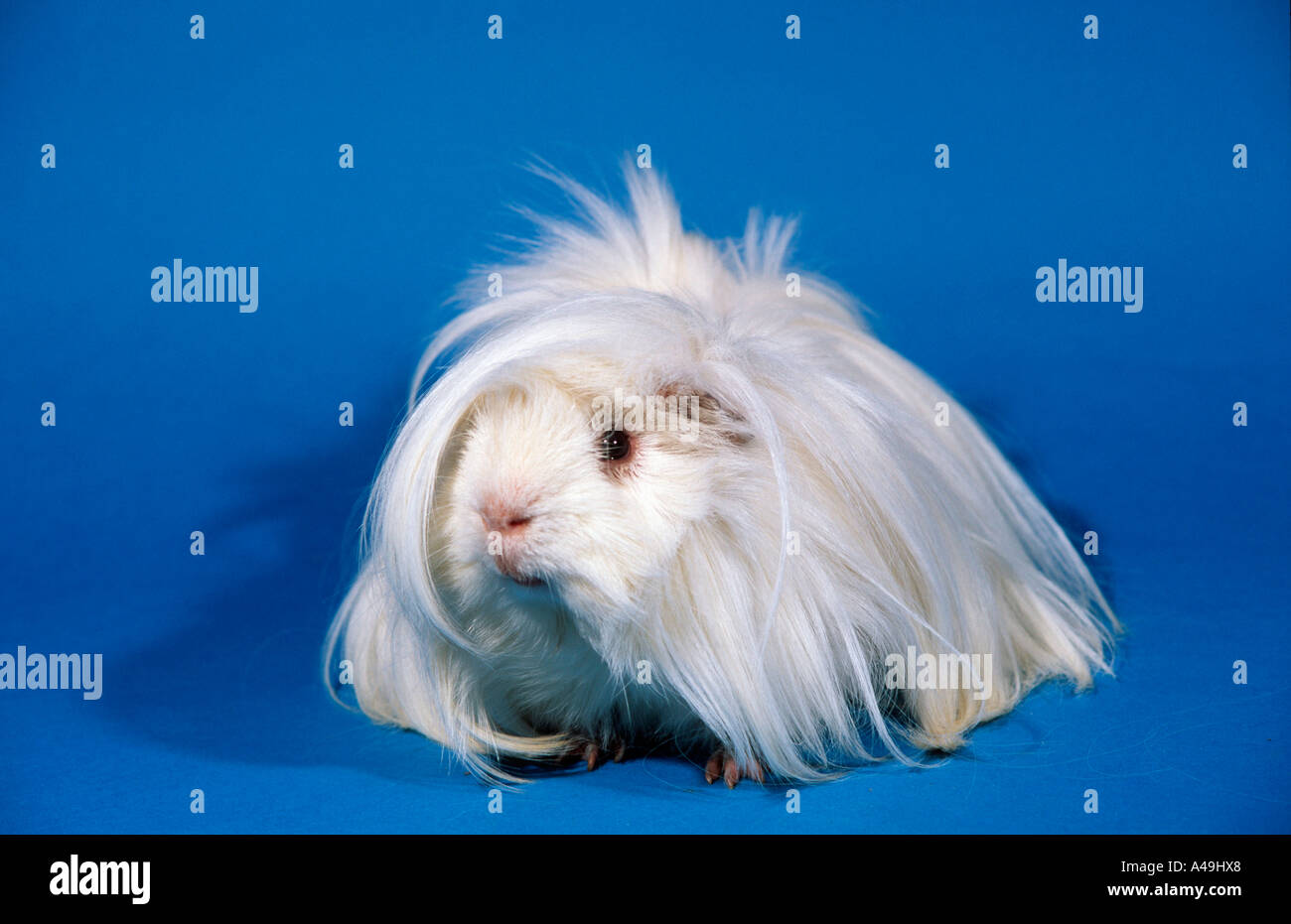 In Perù Guinea Pig Foto Stock