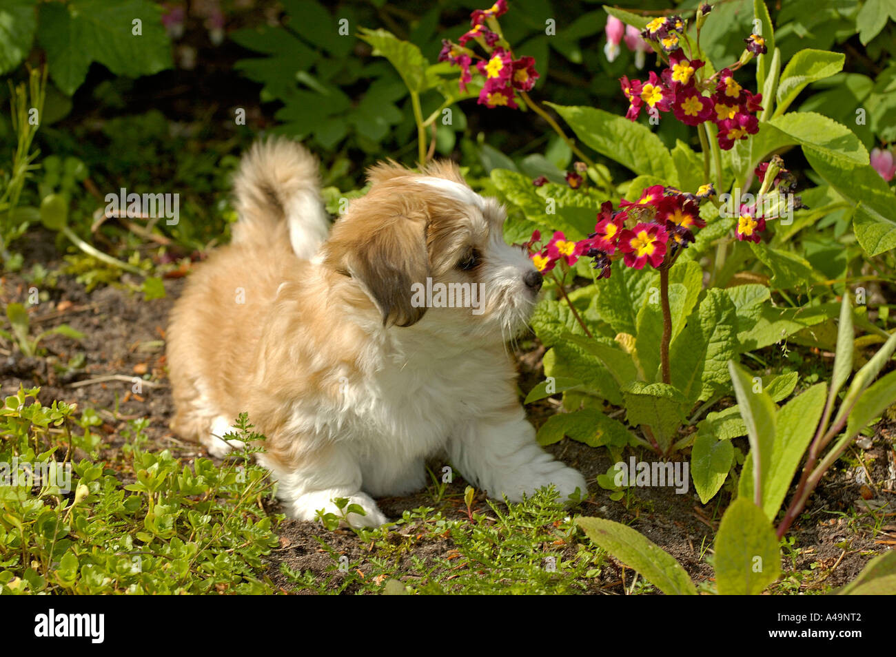 Havanese / Havaneser / Bichon Havanais / Bichon Habanero Foto Stock