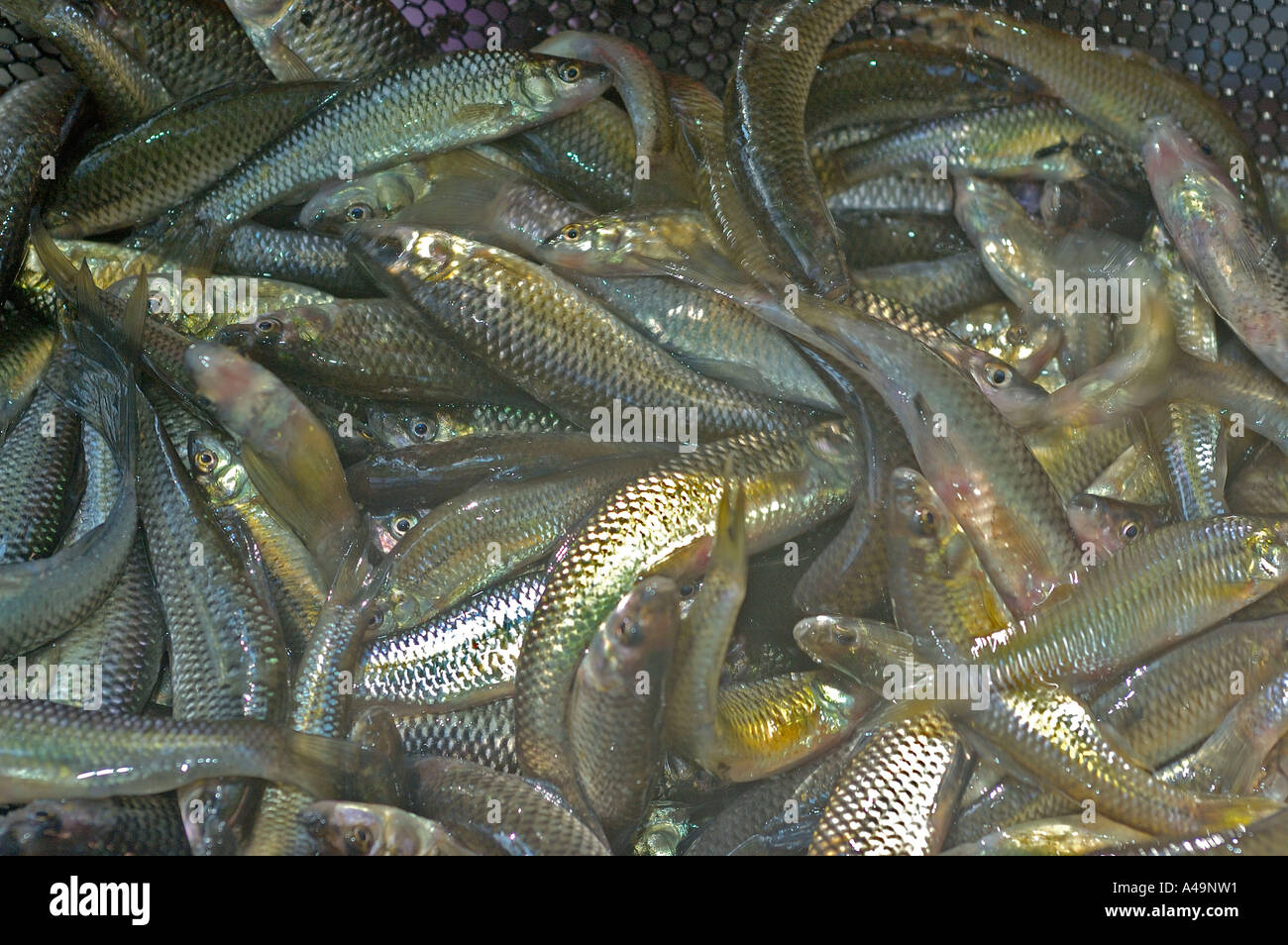 Falso Arlecchino / Blaubandbaerbling Foto Stock