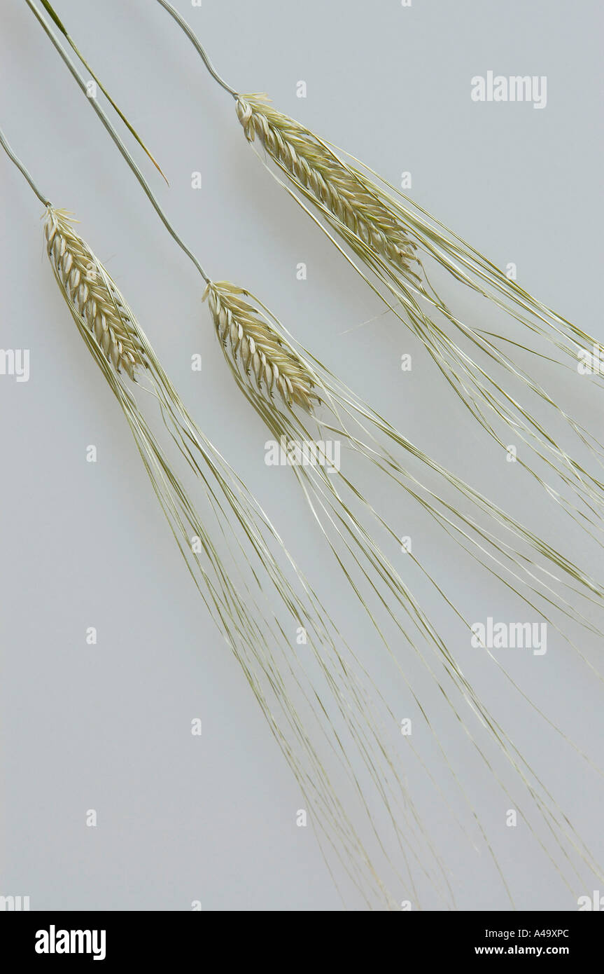 Grano Foto Stock
