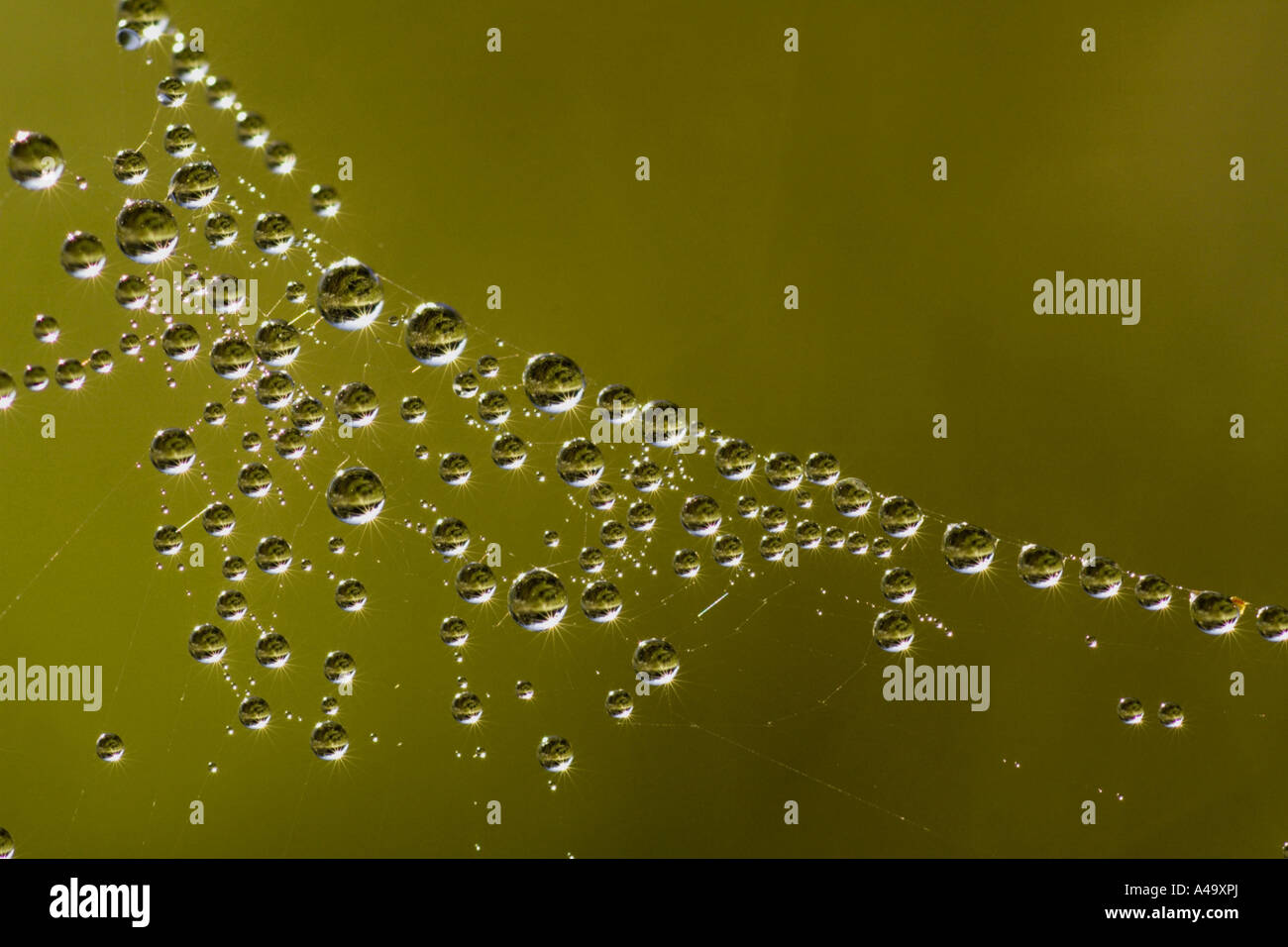 La ragnatela con dewdrops Foto Stock