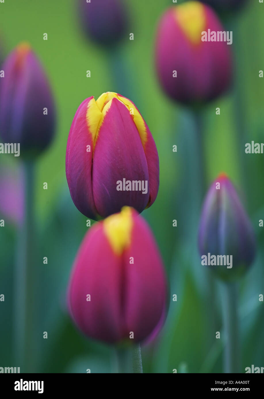 Giardino in comune tulip (Tulipa gesneriana), russet blossoms, Paesi Bassi Foto Stock