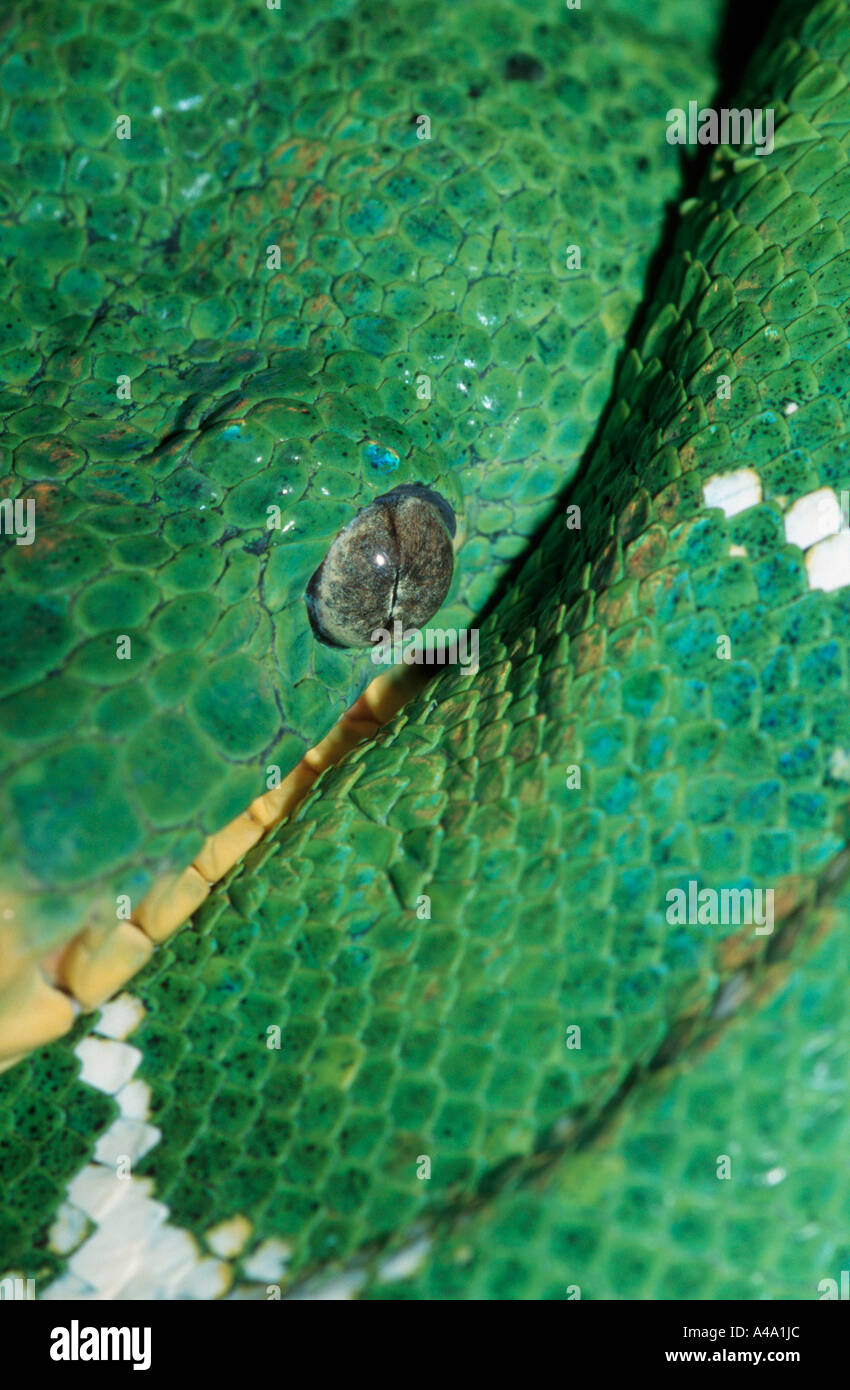 Emerald Tree Boa Foto Stock