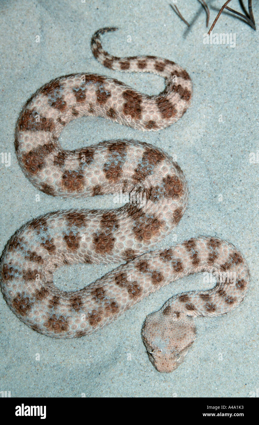 Deserto africano vipera cornuta Foto Stock