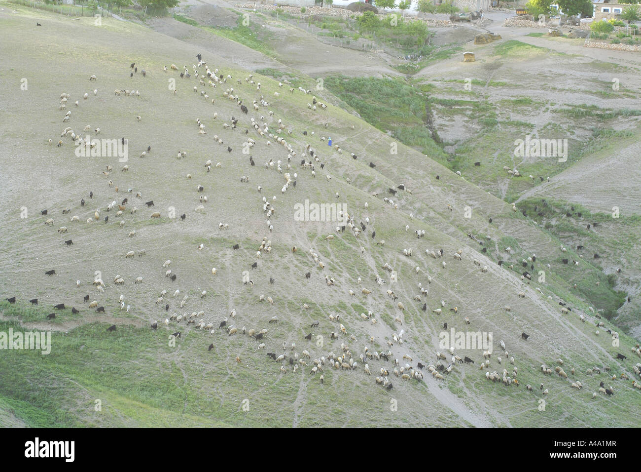Capra domestica (Capra hircus), armento sulla collina degradata mostrando un significativo segno di erosione, Turchia Foto Stock